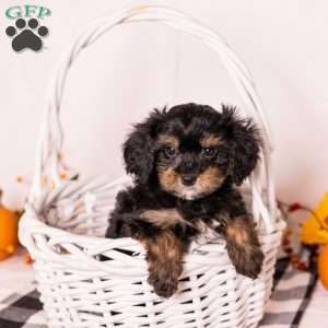 Barry, Bernedoodle-Munchkin Puppy